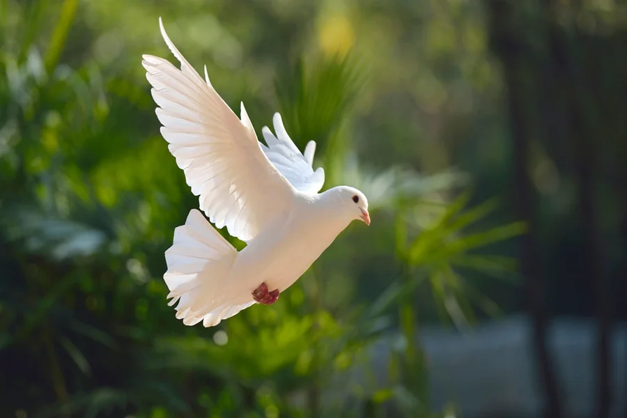 Dove Spiritual Meaning
